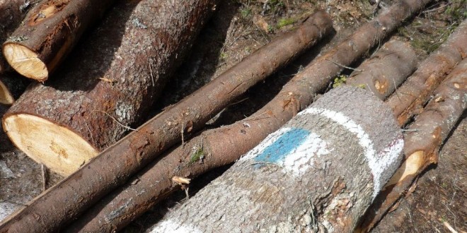 Salvamontiştii harghiteni fac apel la cetăţeni să nu mai taie copacii pe care se află marcajele turistice