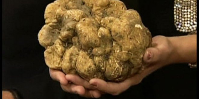 Un Tanăr Din Miercurea Ciuc A Pus Bazele Industriei Cu Trufe In Romania Informația Harghitei Jurnal Independent