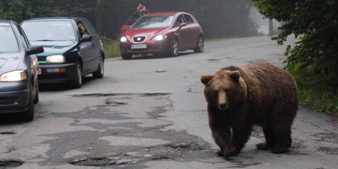 În Harghita există 70 de exemplare periculoase de urs
