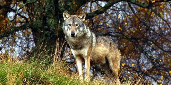 O şansă pentru lupii din România prin proiectul de conservare WOLFLIFE