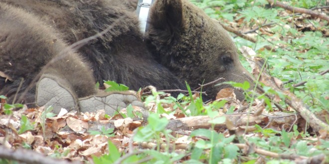 Cazul unui urs braconat în comuna Lupeni, investigat de poliţiştii harghiteni