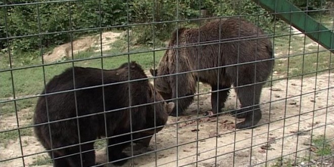 Treizeci de urşi din Harghita şi Mureş vor fi capturaţi în următorii ani