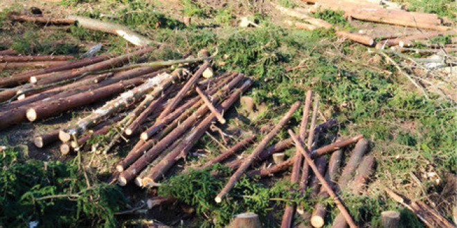 Peste 1.100 metri cubi material lemnos tăiat ilegal, în valoare de aproximativ 345.000 de lei