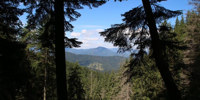 Compensaţii financiare pentru proprietarii de pădure din zonele protejate