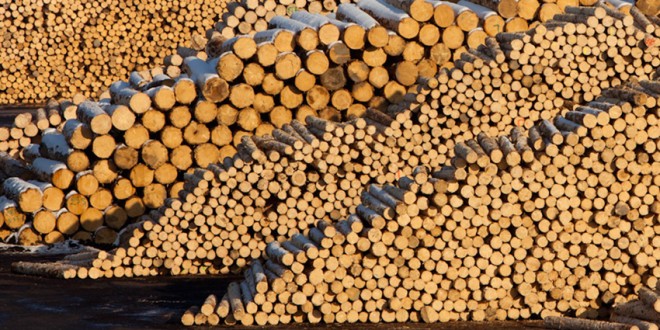 Lemnul tăiat ilegal din pădurile României de compania austriacă Schweighofer nu va mai fi certificat ca fiind sustenabil