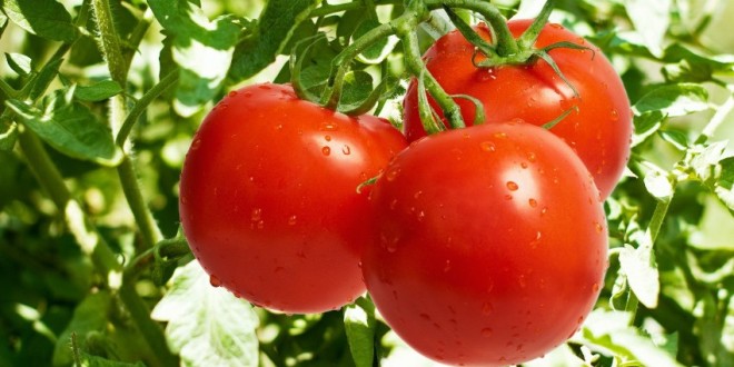 Trei producători din Harghita s-au înscris în programul „Tomate”