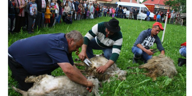 Doar 15 familii care se ocupă de păstorit mai trăiesc în zona Gheorgheni
