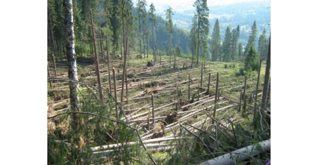 Vijeliile din ultimele săptămâni au doborât peste 130.000 metri cubi de lemn din pădurile harghitene