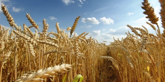 Harghita, cea mai mare producţie de grâu din toate timpurile