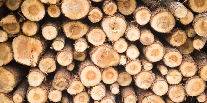 Mai puţin de jumătate din lemnul de foc oferit spre vânzare de Direcţia Silvică Harghita persoanelor fizice a fost cumpărat de populaţie