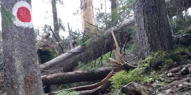 Salvamontiştii au deblocat sute de kilometri de trasee montane, îndepărtând arborii căzuţi în timpul iernii