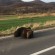 Ursoaică împușcată după ce a fost rănită grav de un autoturism, pe DE 578, între Sânmartin și Cozmeni (foto: arhivă)