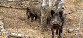 Caz de pestă porcină africană la un fond de vânătoare din judeţ