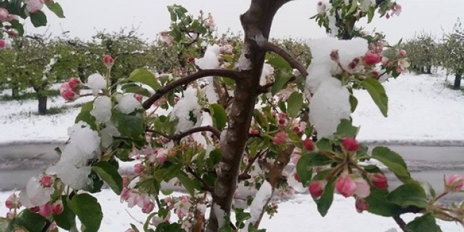 Iarna întârziată pune în pericol culturile de toamnă şi pomii fructiferi