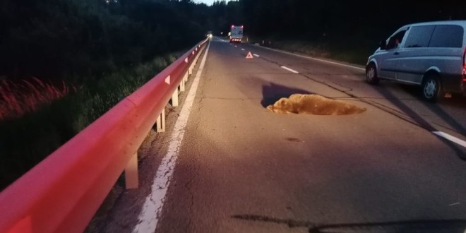 Un urs a fost lovit de un autovehicul pe DN 13A