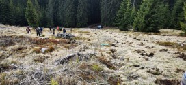 Campania de împăduriri de primăvară este în plină desfăşurare pe suprafeţele forestiere administrate de Direcţia Silvică Harghita