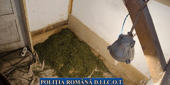 Tânăr arestat preventiv pentru că a cultivat cannabis la domiciliul tatălui său și l-a vândut în România și Ungaria