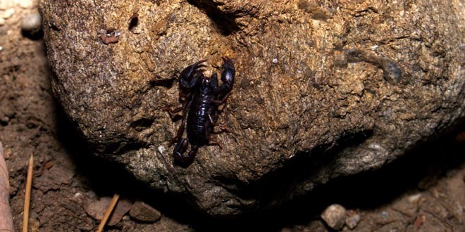 Scorpionul din Carpaţi: Cât de veninos este scorpionul care se găseşte în munţii din România?