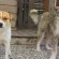 Topliţa: 15 câini, plasaţi în adăpost în urma unor controale ale poliţiştilor de la Protecţia Animalelor