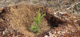 Direcţia Silvică (DS) Harghita şi-a propus să regenereze în campania de împăduriri din această primăvară o suprafaţă totală de peste 290 de hectare
