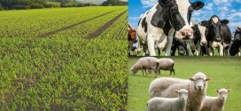 APIA Harghita a început plăţile în avans pentru fermierii din judeţ care au depus cereri pentru subvenţia anuală din partea UE