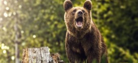 Un urs a omorât circa 300 de găini, în gospodării din comuna Sărmaş; autorităţile caută soluţii