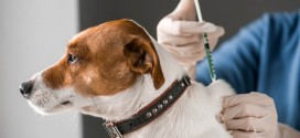Importanţa vaccinării şi deparazitării câinilor
