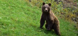 Un urs şi-a făcut recent apariţia şi în zona oraşului Bălan