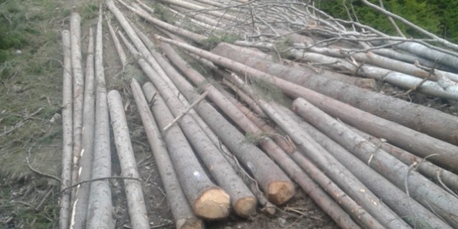 <h5><i>Din analiza DS Harghita privind paza pădurilor pe primele 9 luni ale anului:</i></h5>Volumul de material lemnos tăiat ilegal, în uşoară scădere faţă de aceeaşi perioadă a anului trecut