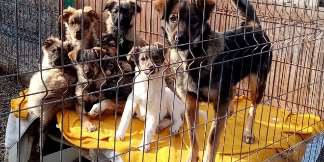O zi cu porţi deschise tuturor la adăpostul pentru câini fără stăpân din Miercurea-Ciuc