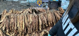 Peste 170 kg de tutun frunze, descoperite în urma unei percheziții efectuată în comuna Șimonești