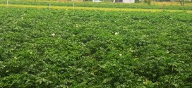 Producătorii de cartofi din Harghita, avertizaţi în legătură cu pericolul apariţiei manei la culturi