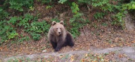 Mai multe apeluri la 112 din cauza urşilor şi pe parcursul săptămânii trecute în Harghita