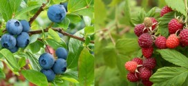 De la an la an Direcţia Silvică Harghita recoltează tot mai puţine fructe de pădure