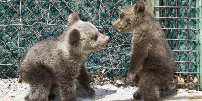 Trei ursuleţi din Serbia au fost aduşi la Centrul pentru Urşi Orfani din oraşul Bălan