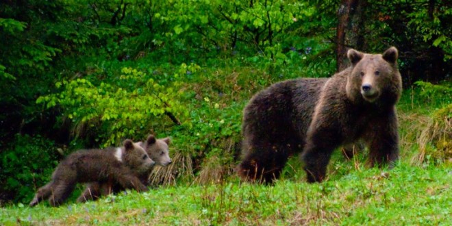 Ursoaică rănită şi periculoasă, în pădurea dintre Odorheiu Secuiesc şi Feliceni