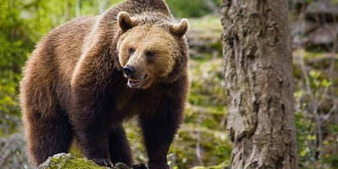 Tulgheş: Braconieri căutaţi de poliţişti după ce au prins în laţ o ursoaică