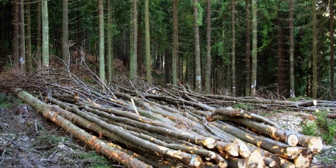 A crescut cererea pentru lemnul de foc vândut populaţiei de Direcţia Silvică Harghita