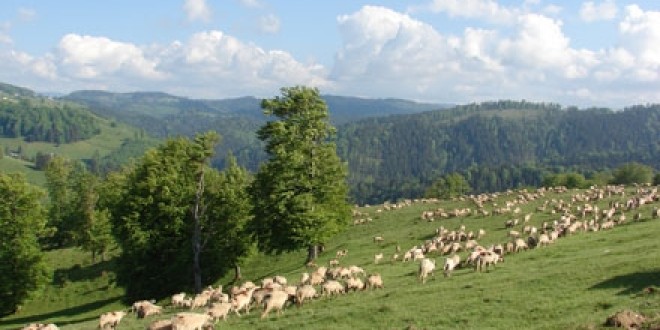 Ne întoarcem la ciobănit: faţă de anul trecut, a crescut numărul de ovine, caprine şi bovine