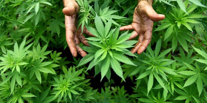 Cultură de cannabis, descoperită în comuna Feliceni