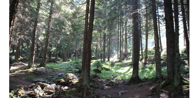 Măsuri pentru preluarea pădurilor nepăzite în administrare de ocoale silvice de stat sau private