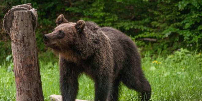 Ministerul Mediului a emis autorizaţie pentru împuşcarea ursului care a produs pagube în comuna Păuleni-Ciuc