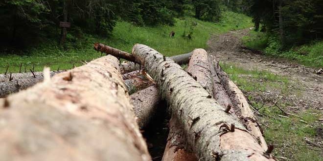 <h5><i>Din analiza Direcţiei Silvice Harghita pe semestrul I:</i></h5>Materialul lemnos tăiat ilegal a scăzut cu aproape 100 mc faţă de aceeaşi perioadă a anului trecut