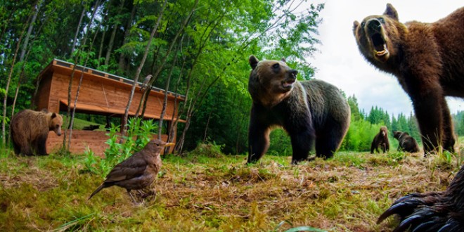 Funcţionarea observatoarelor de urşi nu este reglementată legal