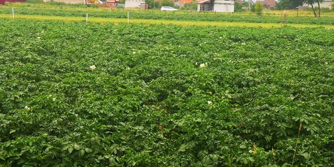 Producătorii de cartofi din Harghita, avertizaţi în legătură cu pericolul apariţiei manei la culturi
