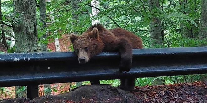 Urşii au fost văzuţi în zona localităţilor harghitene de peste 250 de ori anul acesta