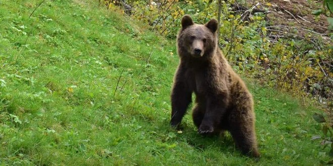 Un urs adult şi o ursoaică cu trei pui dau târcoale oraşului Bălan