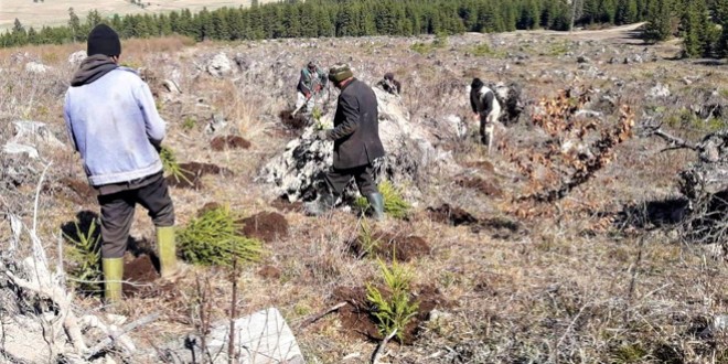Direcţia Silvică Harghita a regenerat o suprafaţă de 300 de hectare în campania de împăduriri, cu 9 ha mai mult decât era programat