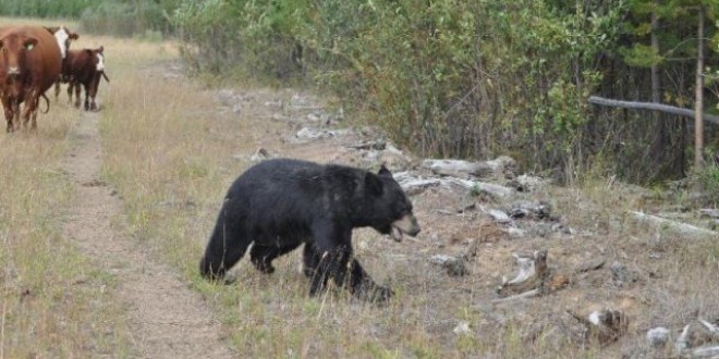 Doi urşi care vin în căutare de hrană în staţiunea Băile Tuşnad vor fi capturaţi şi transportaţi într-un alt fond de vânătoare