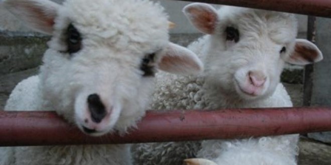 În Harghita au fost evaluate două centre de colectare a ovinelor pentru export